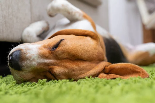 Lindo perrito beagle acostado en una alfombra verde en casa. Pura raza, bes — Foto de Stock