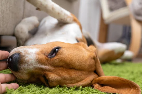 Lindo perrito beagle acostado en una alfombra verde en casa. Pura raza, bes — Foto de Stock