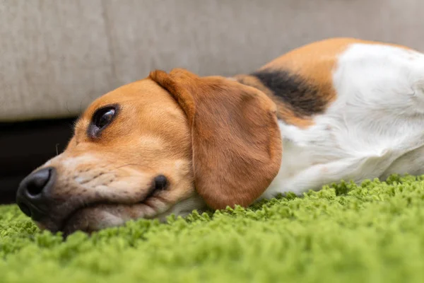 Lindo perrito beagle acostado en una alfombra verde en casa. Pura raza, bes — Foto de Stock