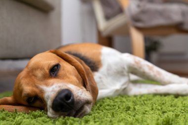 Sevimli beagle köpek yavrusu evde yeşil bir halı üzerinde yatıyor. Safkan, bes