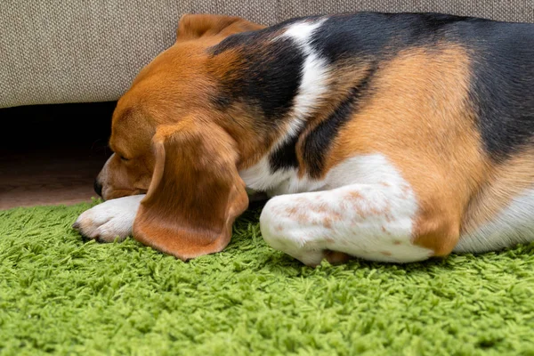 Lindo perrito beagle acostado en una alfombra verde en casa. Pura raza, bes — Foto de Stock