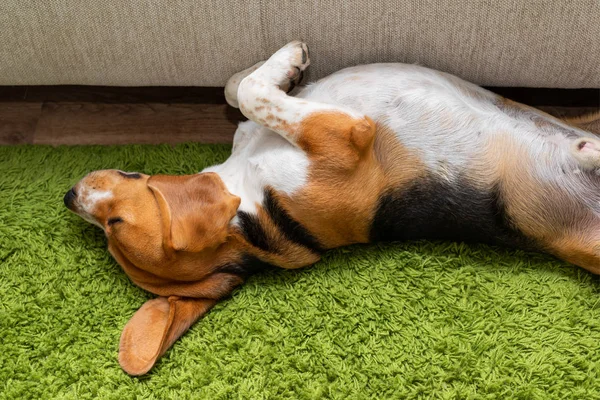 Lindo perrito beagle acostado en una alfombra verde en casa. Pura raza, bes — Foto de Stock
