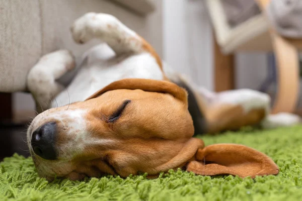 Lindo perrito beagle acostado en una alfombra verde en casa. Pura raza, bes — Foto de Stock