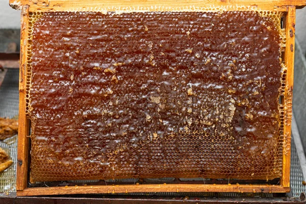 Verse honingbij honing uit honingraat — Stockfoto
