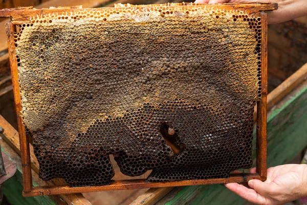 Mel de abelha fresco de favo de mel — Fotografia de Stock