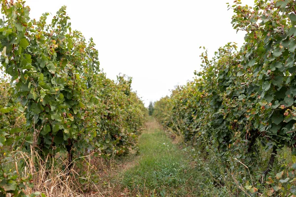 Vignoble en Roumanie — Photo