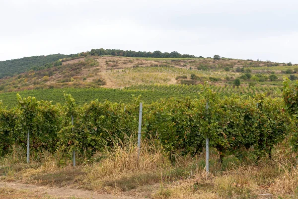 Виноградники Румынии — стоковое фото