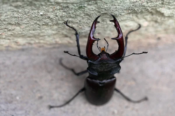 一只漂亮的雄鹿甲虫的近照 — 图库照片