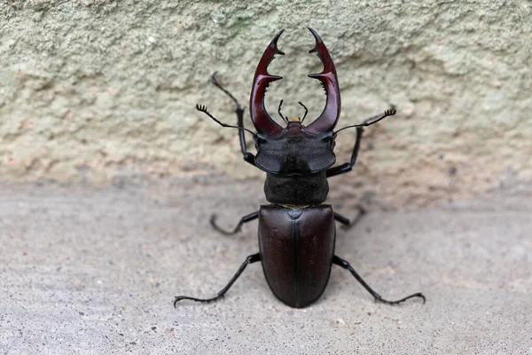 Photo Rapprochée Beau Mâle Cerf Coléoptère — Photo