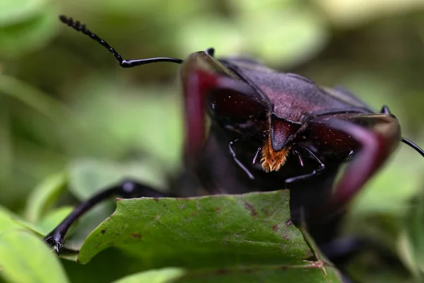 Imagen Cerca Hermoso Escarabajo Macho — Foto de Stock