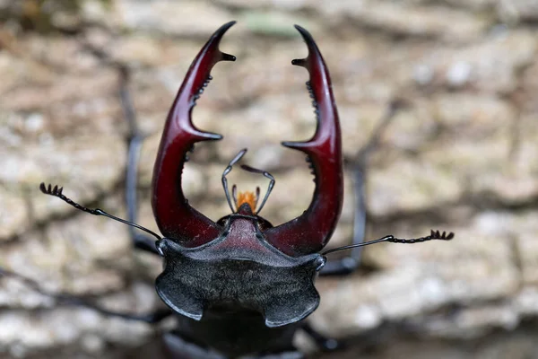 一只漂亮的雄鹿甲虫的近照 — 图库照片