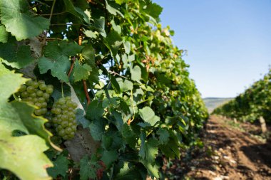 Romanya 'nın Ciumbrud kentinin üzüm bağlarının güzel bir resmi