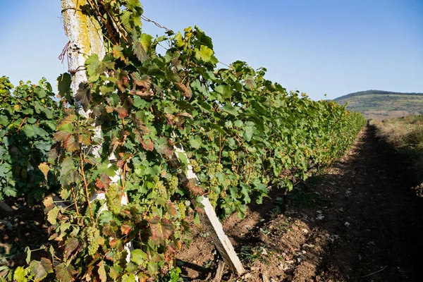 Belle Image Des Vignobles Ciumbrud Roumanie — Photo