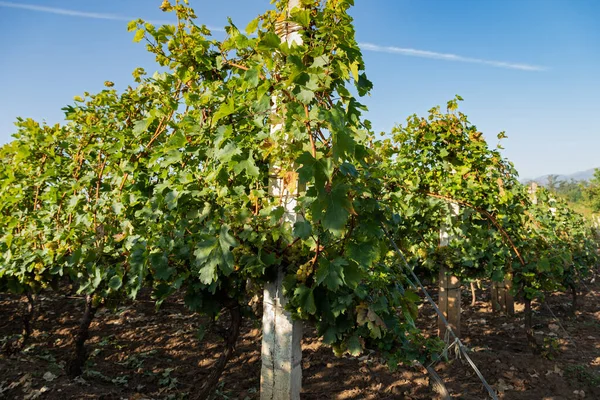 Belle Image Des Vignobles Ciumbrud Roumanie — Photo