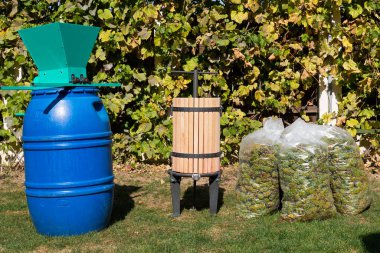 Geleneksel şarap yapma süreci: şarap presi ve taze toplanmış üzümler