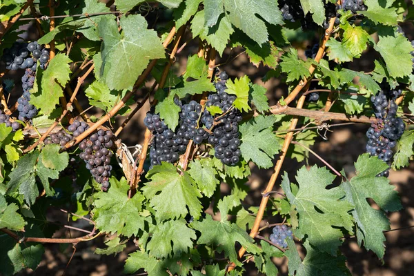 Prachtige Foto Van Wijngaarden Van Ciumbrud Roemenië — Stockfoto