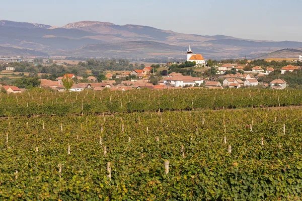 Beautiful Picture Vineyards Ciumbrud Romania — Stock Photo, Image