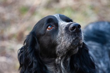 ördek için ava Spaniel köpek