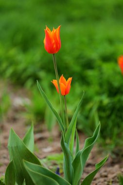 Baharda parkta laleler