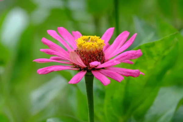 Papierblumen Vorgarten Des Hauses — Stockfoto