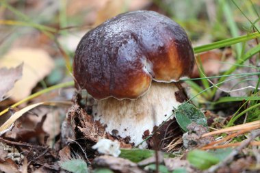 Genç mantar yeni zemin çıktım