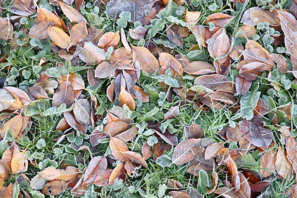 Background Texture Grass Fallen Leaves Hoarfrost — Stock Photo, Image