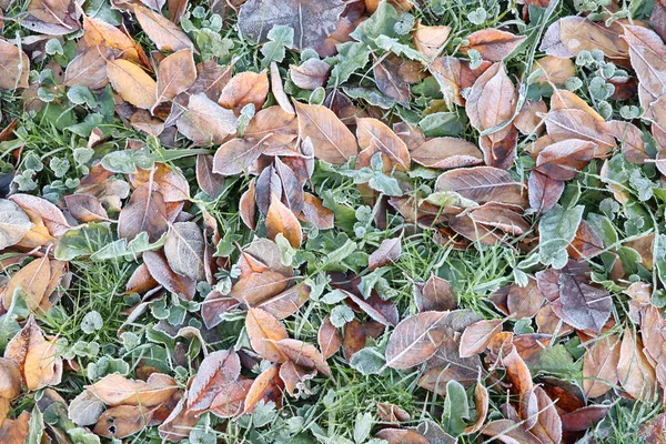 Texture Fond Herbe Feuilles Tombées Dans Givre — Photo