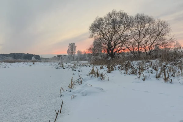 Bäume Und Gras Frost Fluss Winter — Stockfoto