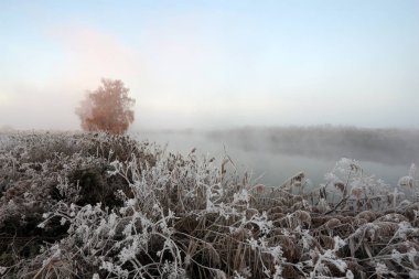 ağaç ve otların arasında Don Nehri tarafından