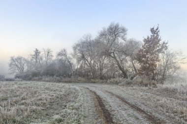 ağaç ve otların arasında Don Nehri tarafından