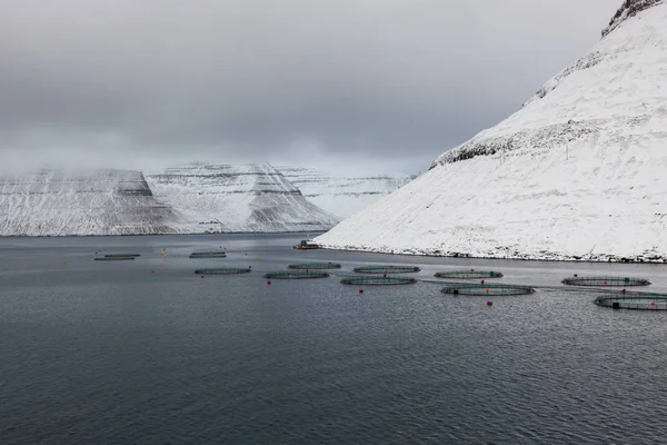 Salmon Farm Demanded Cultivation Salmon — Stock Photo, Image