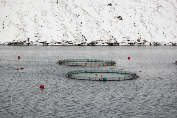 salmon farm demanded cultivation of salmon