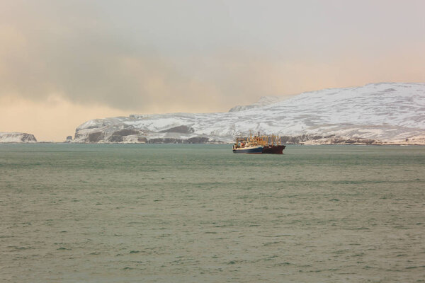 Северный Ледовитый океан, Баренцево море, Медведь
