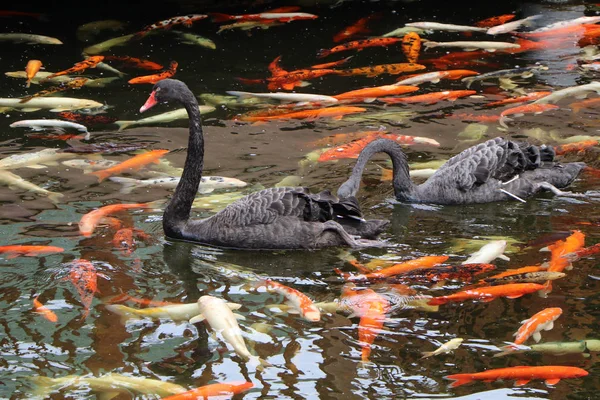 Colored Fish Koi Carps Black Swan Water — Stock Photo, Image