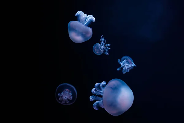 jellyfish in deep dark abyss of water