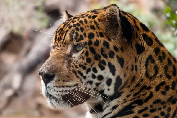 Leopardo Mira Delante — Foto de Stock