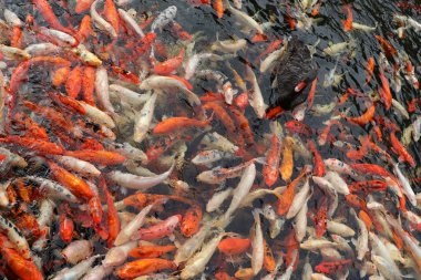  renkli balık koi carps ve su siyah kuğu