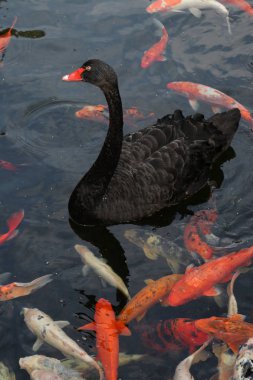   Siyah Kuğu ve renkli balık koi carps su