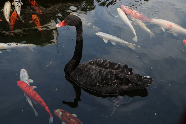 Black Swan Colored Fish Koi Carps Water — Stock Photo, Image