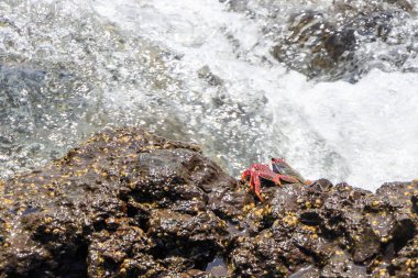 kayalık okyanus kıyısında sörf ve yengeç ile