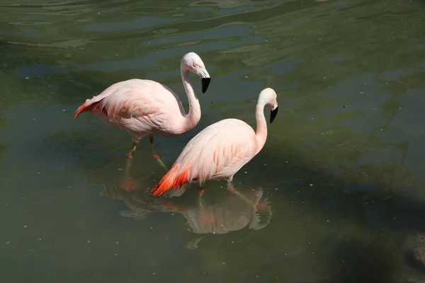 Pink Flamingo Giving Attention Girlfriend Lake — Stock Photo, Image