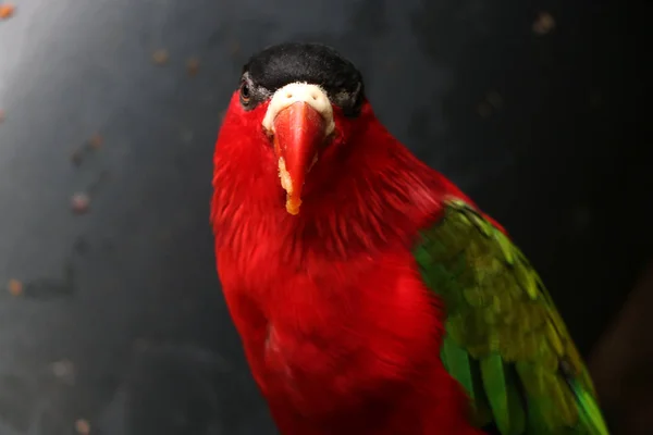 Portret Szeroki Ogon Fioletowy Tailed Lory Szarym Tle — Zdjęcie stockowe