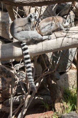 bir ağaç üzerinde iki ring-tailed lemurlar