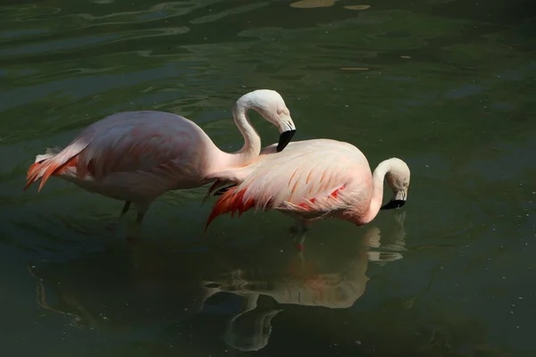 Pink Flamingo Giving Attention Girlfriend Lake — Stock Photo, Image