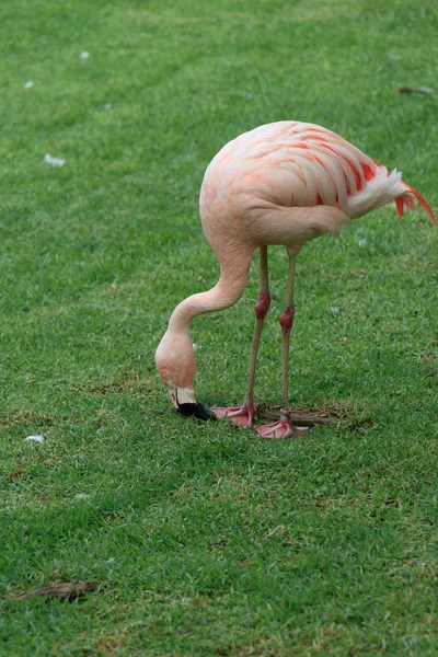 Pink Flamingo Looking Food Grass — Stock Photo, Image