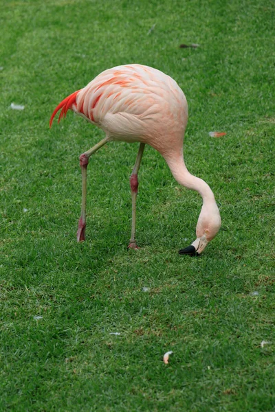 Flamingo Rosa Está Procura Comida Grama — Fotografia de Stock