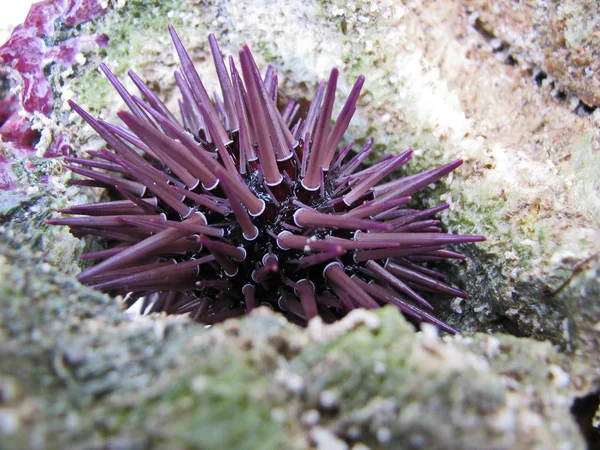 珊瑚间的海胆 — 图库照片