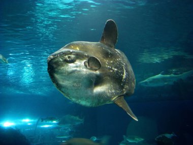 Moonfish su sütun