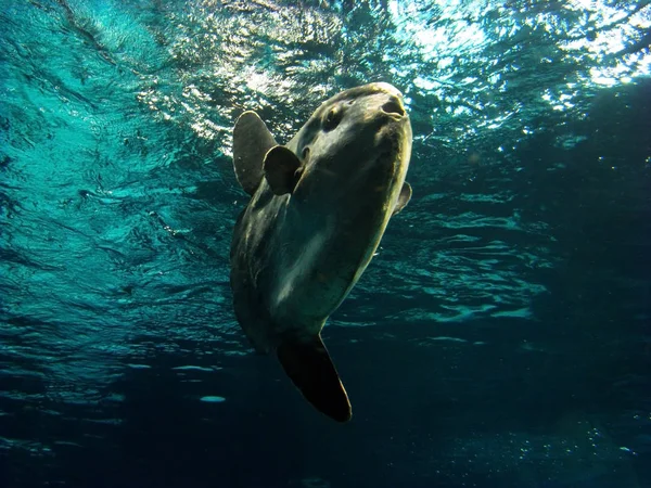 Moonfish Water Column — Stock Photo, Image