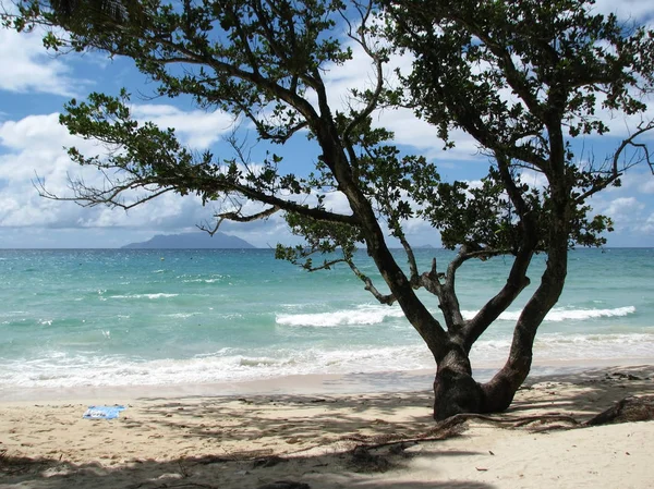 Landscape Tropical Trees Beach Ocean — Stock Photo, Image